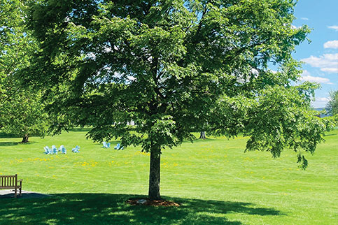 Photo of a tree in a park Rollins-lg.jpg